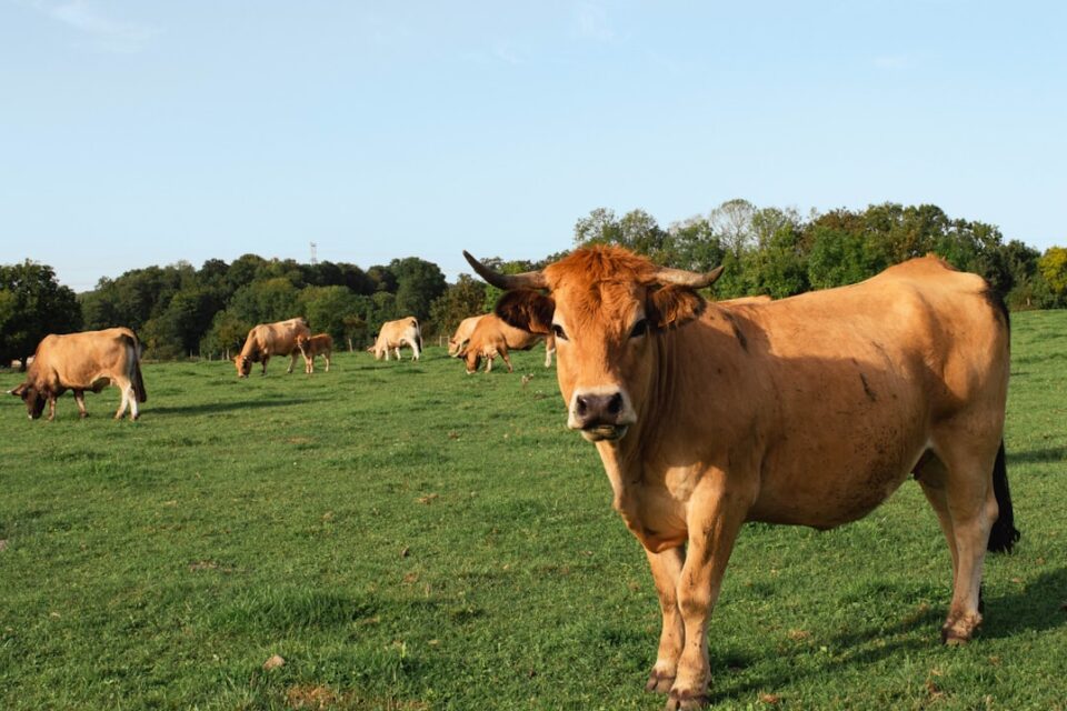 Photo Cow herd